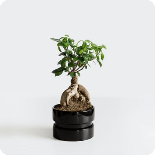 Bonsai tree